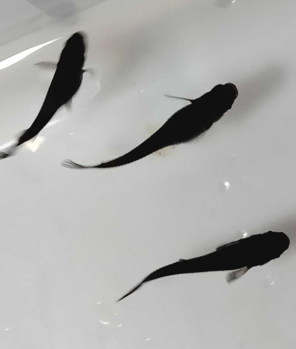 諏訪めだか 有精卵 オロチメダカ 飛鳥系 の有精卵 15個 A の黒メダカ めだか 売買されたオークション情報 Yahooの商品情報をアーカイブ公開 オークファン Aucfan Com