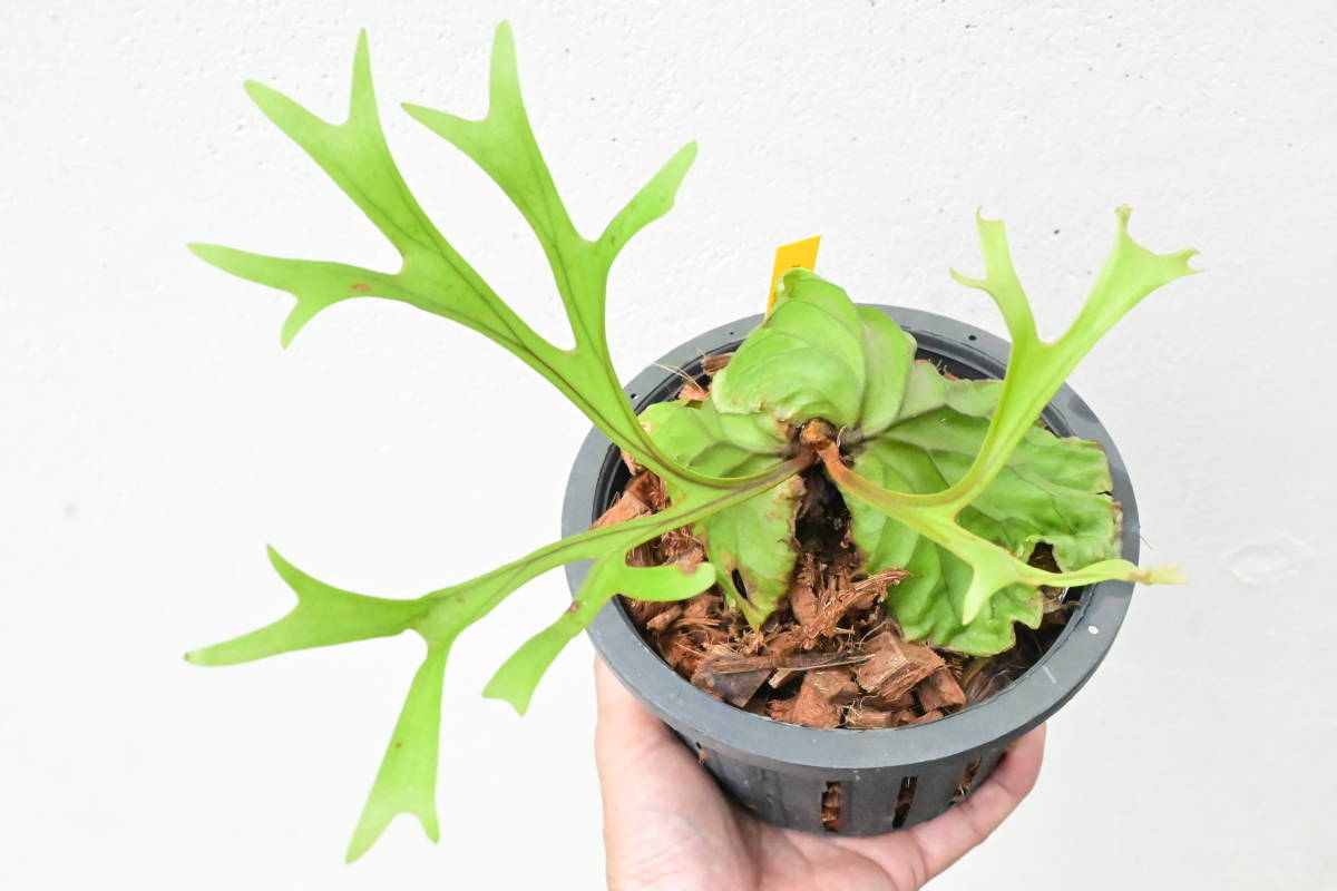 GG-06)美形ビカクシダ・リドレイシンフォーム細葉板付け中型