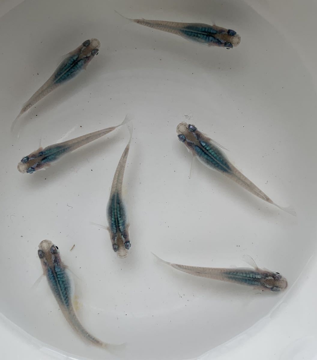 舞めだか様血統 深海メダカ 有精卵10 A 綺麗なブルーが魅力のメダカ サファイア サンセット極龍 同梱可能 深海めだか卵 めだか 売買されたオークション情報 Yahooの商品情報をアーカイブ公開 オークファン Aucfan Com