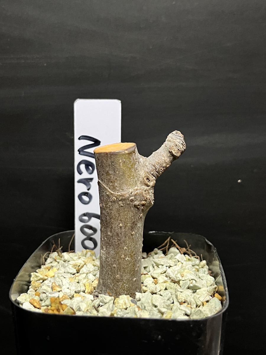 Nero 600m - Figの特徴・味・耐寒性・栽培 | 世界のイチジク Yahoo