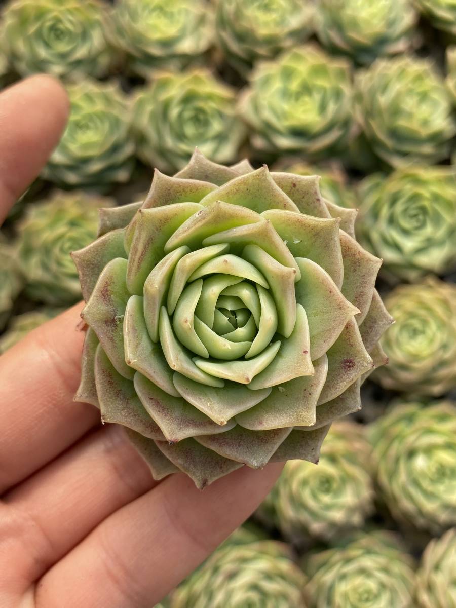 多肉植物 エケベリア ベンケイソウ科 グラプトベリア属 Jadeita 芸 サボテン 25個 観葉植物 花 園芸 東京在庫 最短当日出荷abc231 サボテン 売買されたオークション情報 Yahooの商品情報をアーカイブ公開 オークファン Aucfan Com
