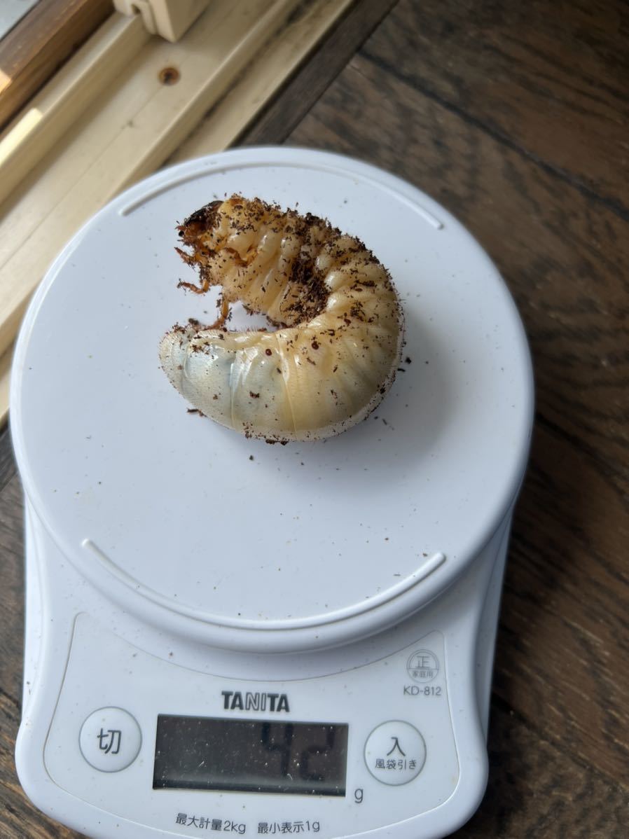 国産カブトムシ幼虫 大型 40g前後 15匹 国産 売買されたオークション情報 Yahooの商品情報をアーカイブ公開 オークファン Aucfan Com