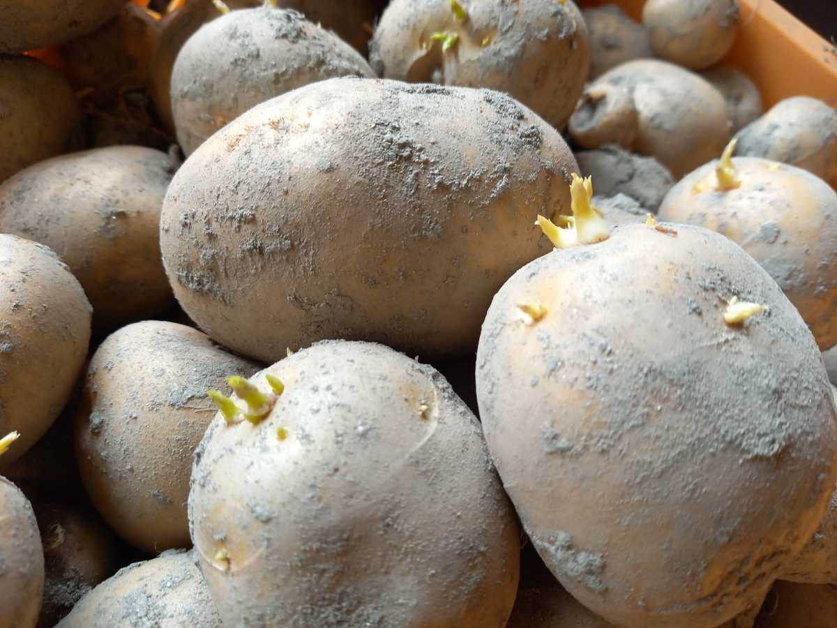 無農薬　ジャガイモ種芋　デジマ　箱込み重さ約5キロ