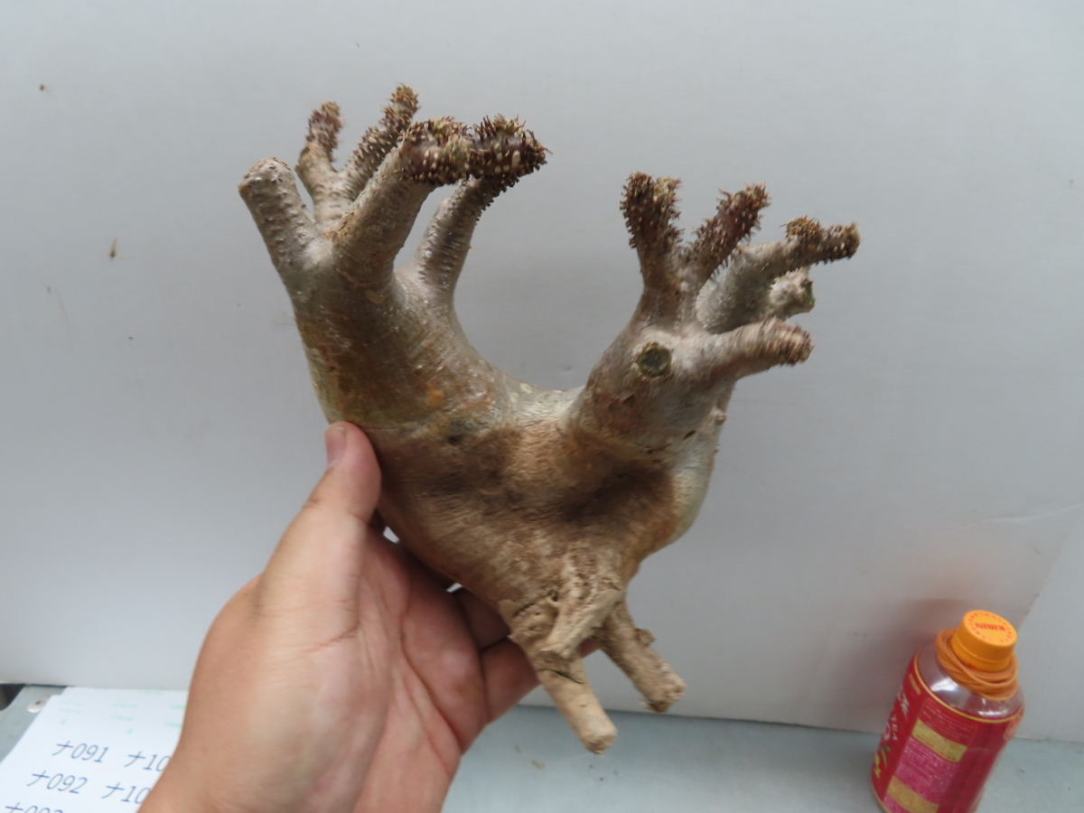 パキポディウム （魔界 Pachypodium マカイエンセ現地球 発根済 園芸 