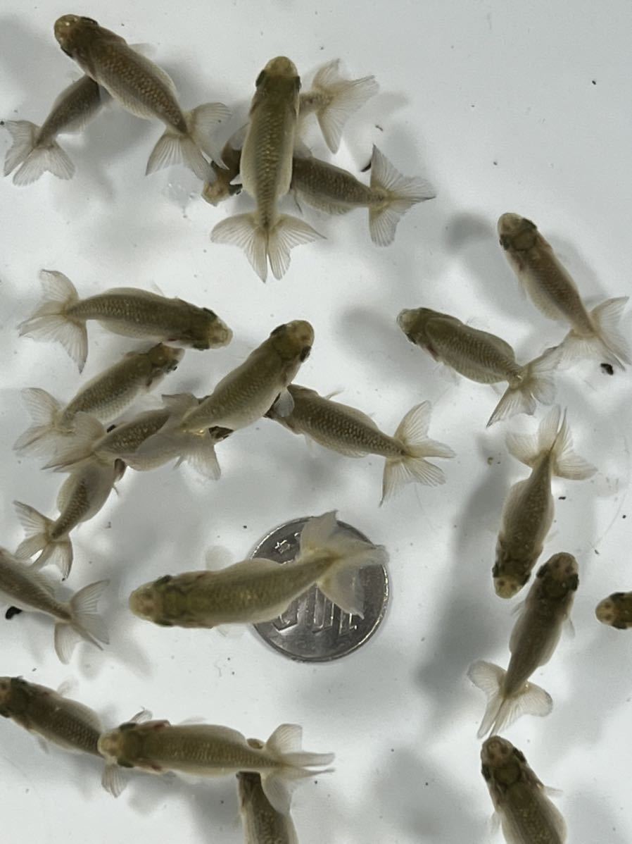 らんちゅうわ くす らんちゅう稚魚30匹セット らんちゅう 売買されたオークション情報 Yahooの商品情報をアーカイブ公開 オークファン Aucfan Com らんちゅうわ くす らんちゅう稚魚30匹セット らんちゅう 売買されたオークション情報 Yahooの商品情報をアーカイブ公開 オークファン Aucfan Com