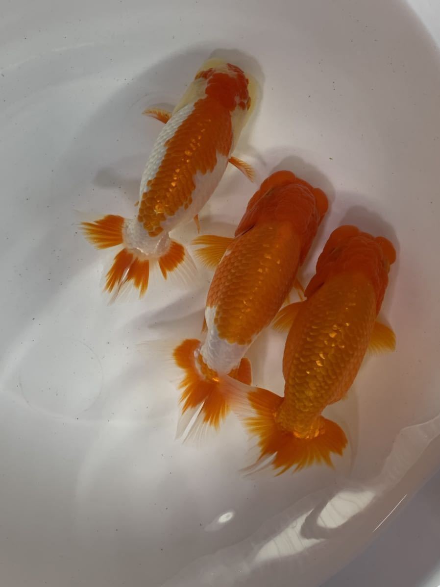 らんちゅうわ くす らんちゅう稚魚30匹セット らんちゅう 売買されたオークション情報 Yahooの商品情報をアーカイブ公開 オークファン Aucfan Com らんちゅうわ くす らんちゅう稚魚30匹セット らんちゅう 売買されたオークション情報 Yahooの商品情報をアーカイブ公開 オークファン Aucfan Com