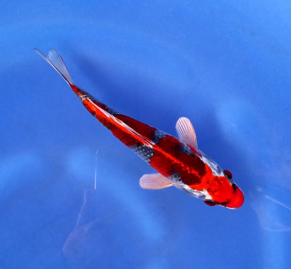 SALE，新作登場 3-72 孔雀 当才 18㎝ 錦鯉小海(錦鯉)｜売買されたオークション情報、yahooの商品情報をアーカイブ公開 - オークファン 錦鯉