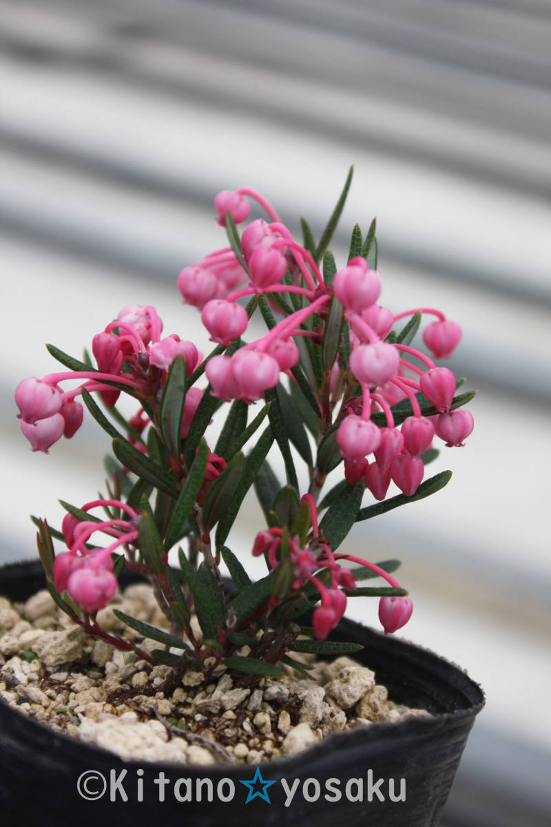 濃色姫石楠花 ノウショク ヒメシャクナゲ ツツジ科 3寸 ９ｃｍ ポリポット 花 売買されたオークション情報 Yahooの商品情報をアーカイブ公開 オークファン Aucfan Com