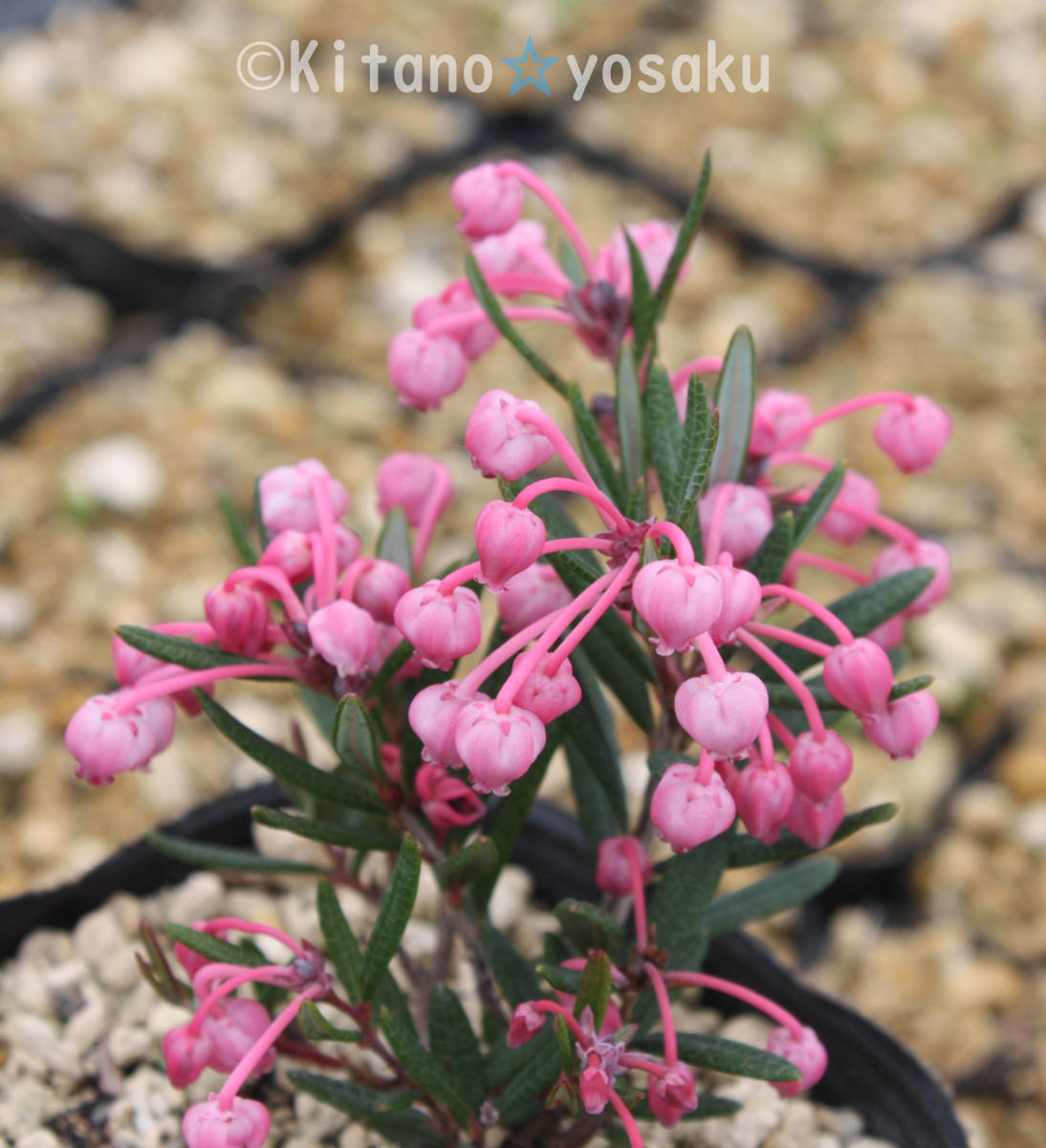 濃色姫石楠花 ノウショク ヒメシャクナゲ ツツジ科 3寸 ９ｃｍ ポリポット 花 売買されたオークション情報 Yahooの商品情報をアーカイブ公開 オークファン Aucfan Com