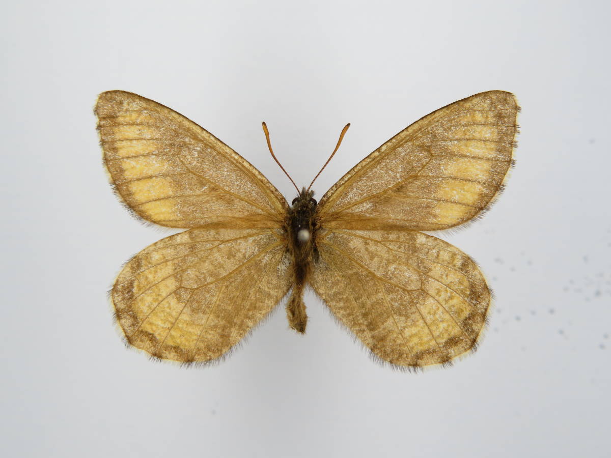 ま*る様 国産蝶標本タカネヒカゲ⁄富山県-新潟県.雪倉岳産⁄45mm 蝶