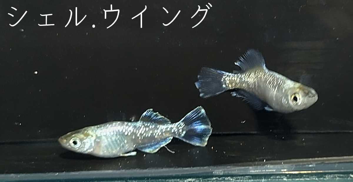 沙咲めだか シェル ウイング 筑紫めだか様血統 有精卵15 A 補償分 めだかの卵 メダカの卵 めだか卵 メダカ卵 めだか 売買されたオークション情報 Yahooの商品情報をアーカイブ公開 オークファン Aucfan Com