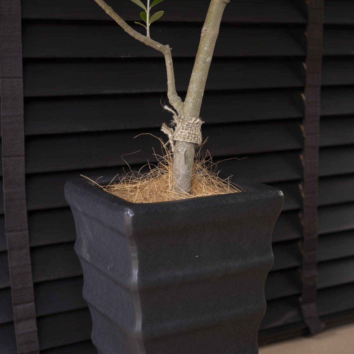 樹形良好 創樹 オリーブの木 SOUJYU Nevadillo blanco ネバディロ