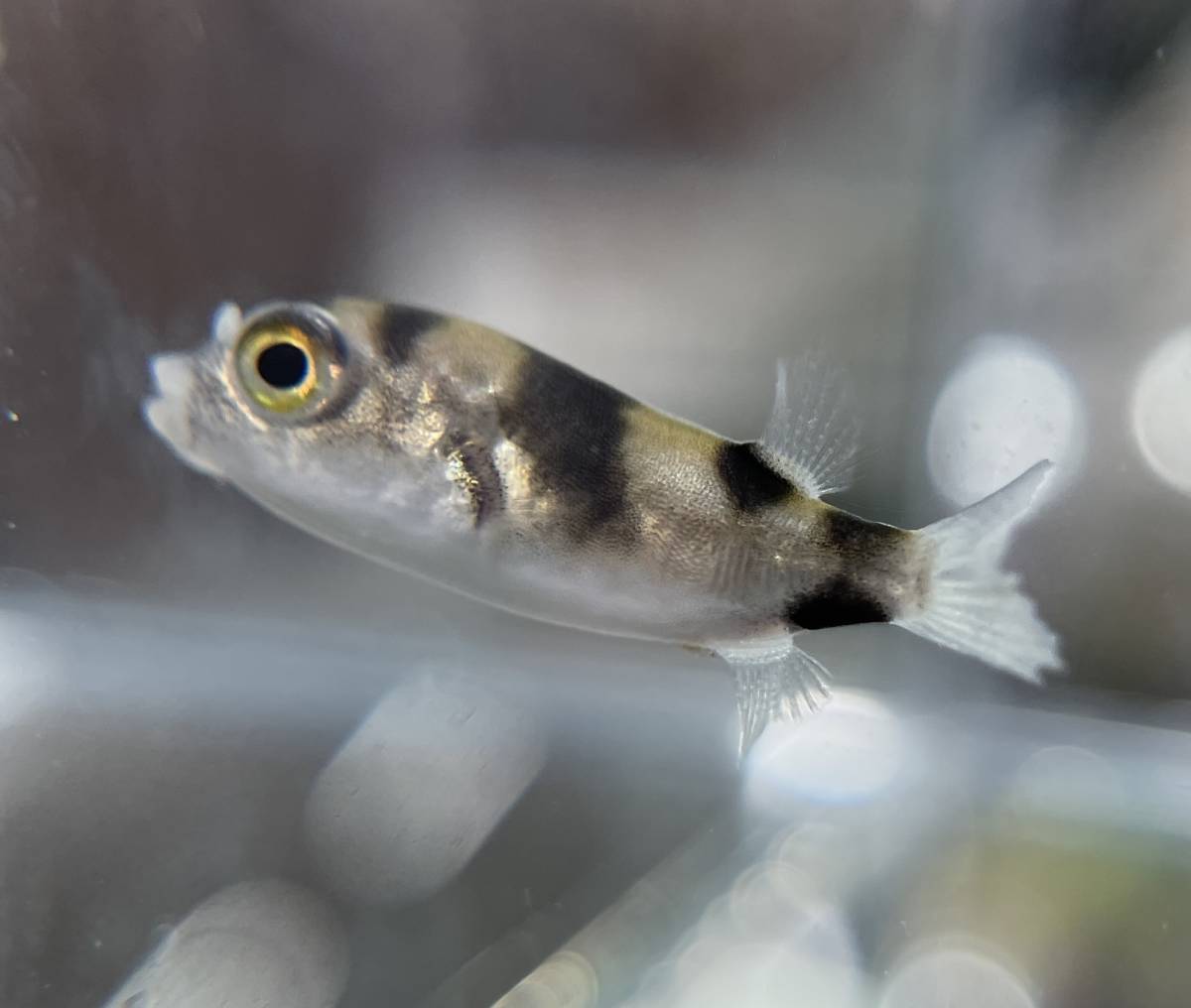 Sサイズ 2匹セット 終生純淡水飼育可 南米淡水フグ 生体 淡水フグ アマゾンパファー 熱帯魚 淡水魚 フグ 飼育 ミニフグ その他 売買されたオークション情報 Yahooの商品情報をアーカイブ公開 オークファン Aucfan Com