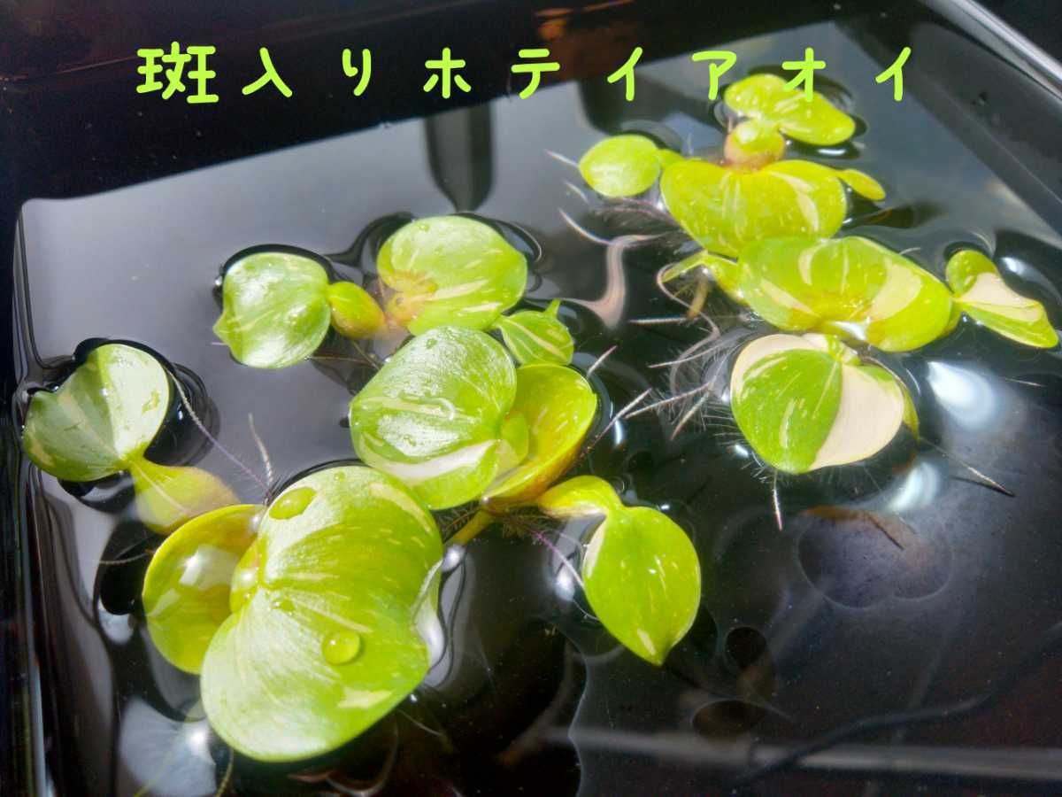 諏訪メダカ 斑入りホテイアオイ 小さいサイズ5株 ミジンコ浮草セット 水質浄化 産卵床 メダカの餌に 浮き草類 売買されたオークション情報 Yahooの商品情報をアーカイブ公開 オークファン Aucfan Com