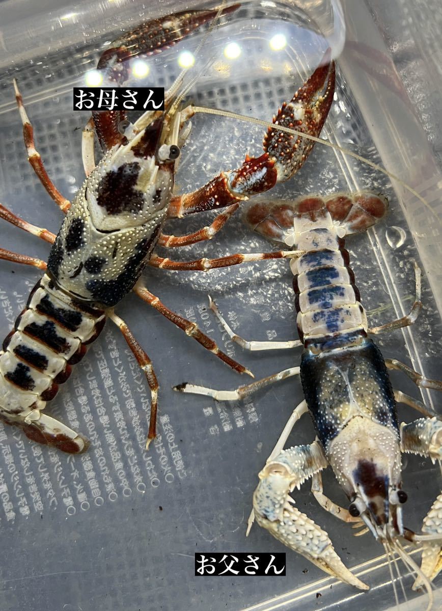 アメリカザリガニ タイゴースト 稚ザリ 2ペア 2ペア出品はこの先未定 甲殻類 売買されたオークション情報 Yahooの商品情報をアーカイブ公開 オークファン Aucfan Com