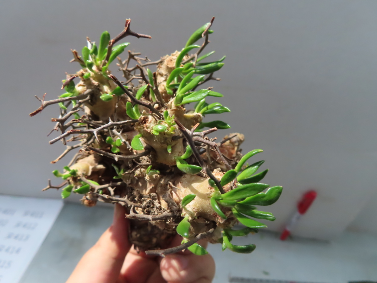 現地株】万物想 小4（Tylecodon reticulatus/チレコドン 