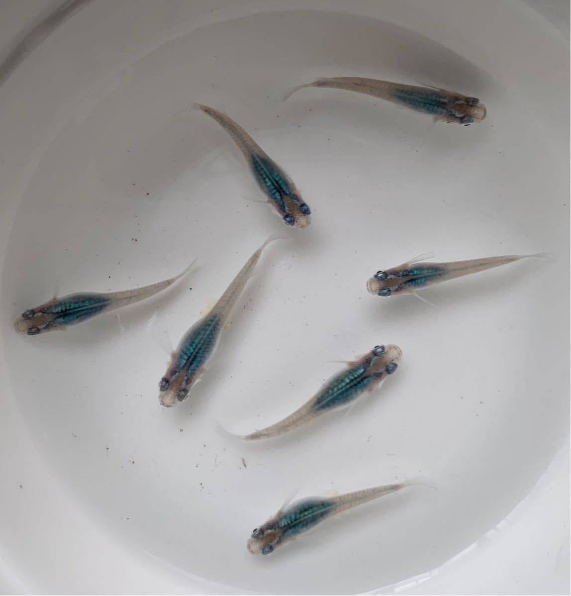 舞めだか様血統 深海メダカ 有精卵15 A 綺麗なブルーが魅力のメダカ サファイア サンセット極龍 同梱可能 深海めだか卵 めだか 売買されたオークション情報 Yahooの商品情報をアーカイブ公開 オークファン Aucfan Com