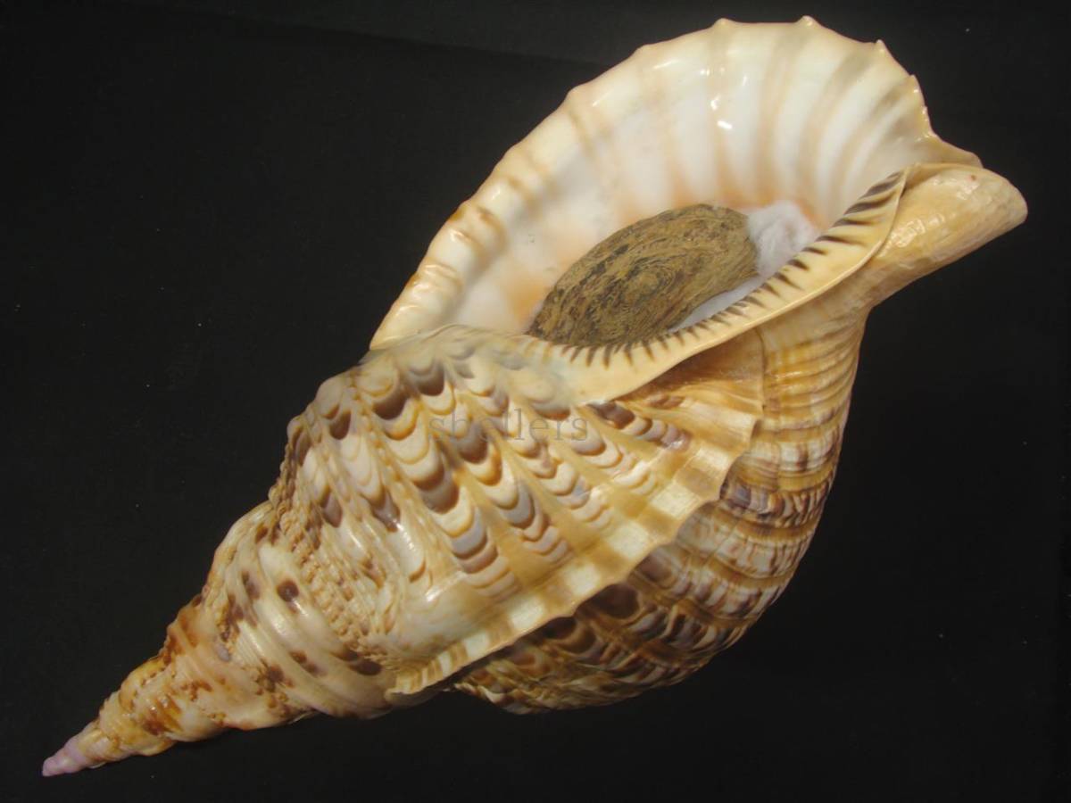 貝標本「ホラガイ」