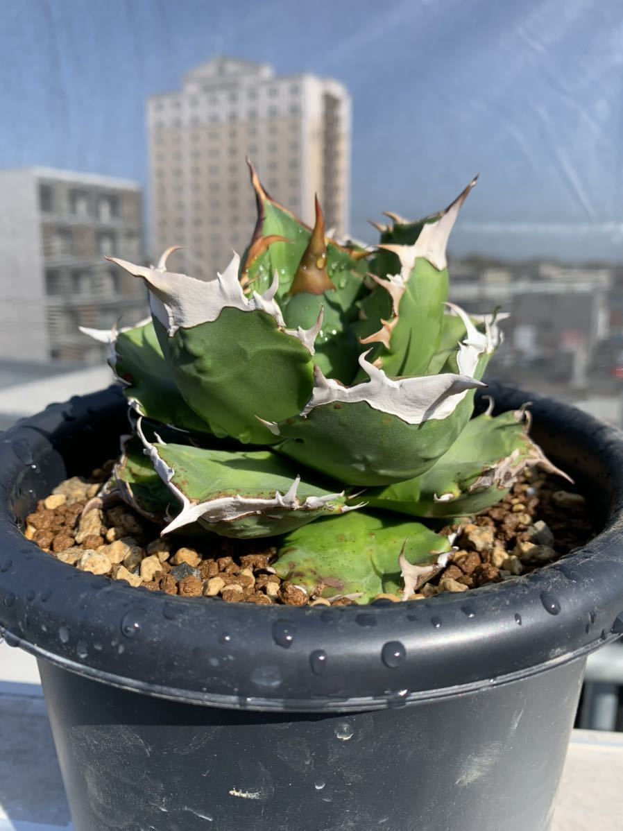 チタノタ アガベ オテロイ titanota Agave | 多肉植物 plants MARU