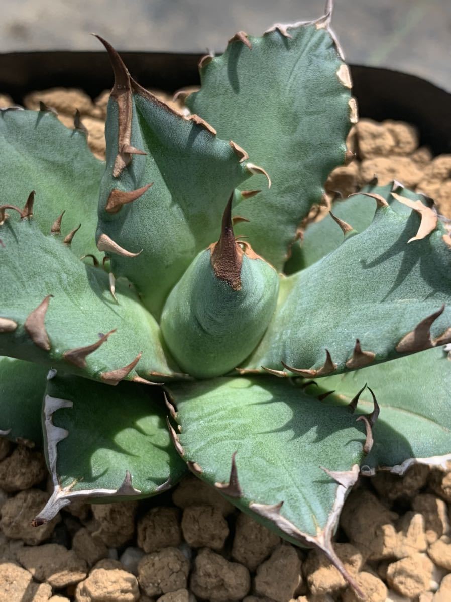 フィリグリー チタノタ アガベ | 特選株 filigree 多肉植物 Agave