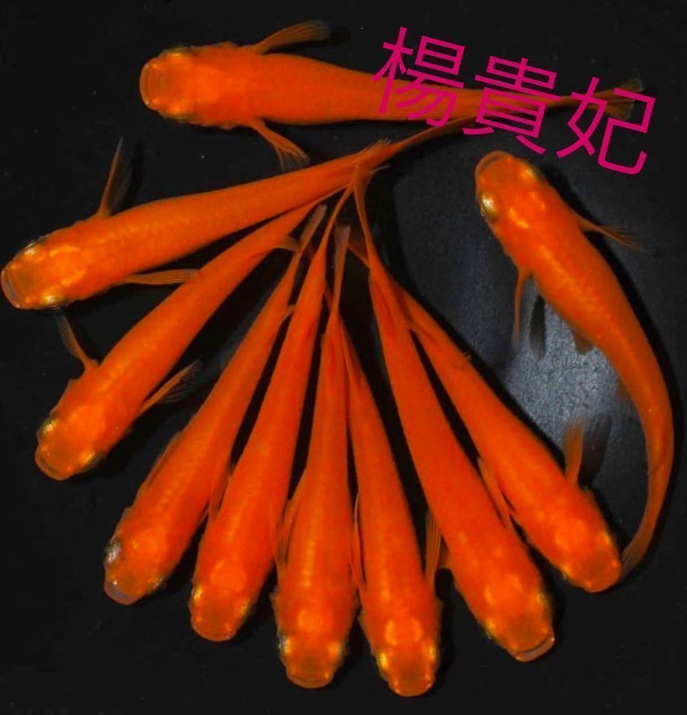 楊貴妃 紅帝 朱赤 めだか 卵 有精卵 15個 A 育てやすい 可愛い メダカ 同梱可 めだか 売買されたオークション情報 Yahooの商品情報をアーカイブ公開 オークファン Aucfan Com