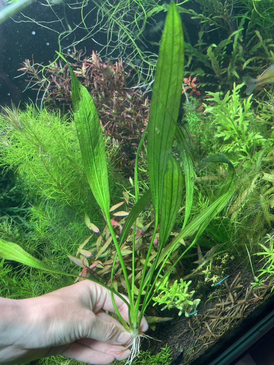 エキノドルス アルゼンチネンシス 水中葉 1株(水草)｜売買された