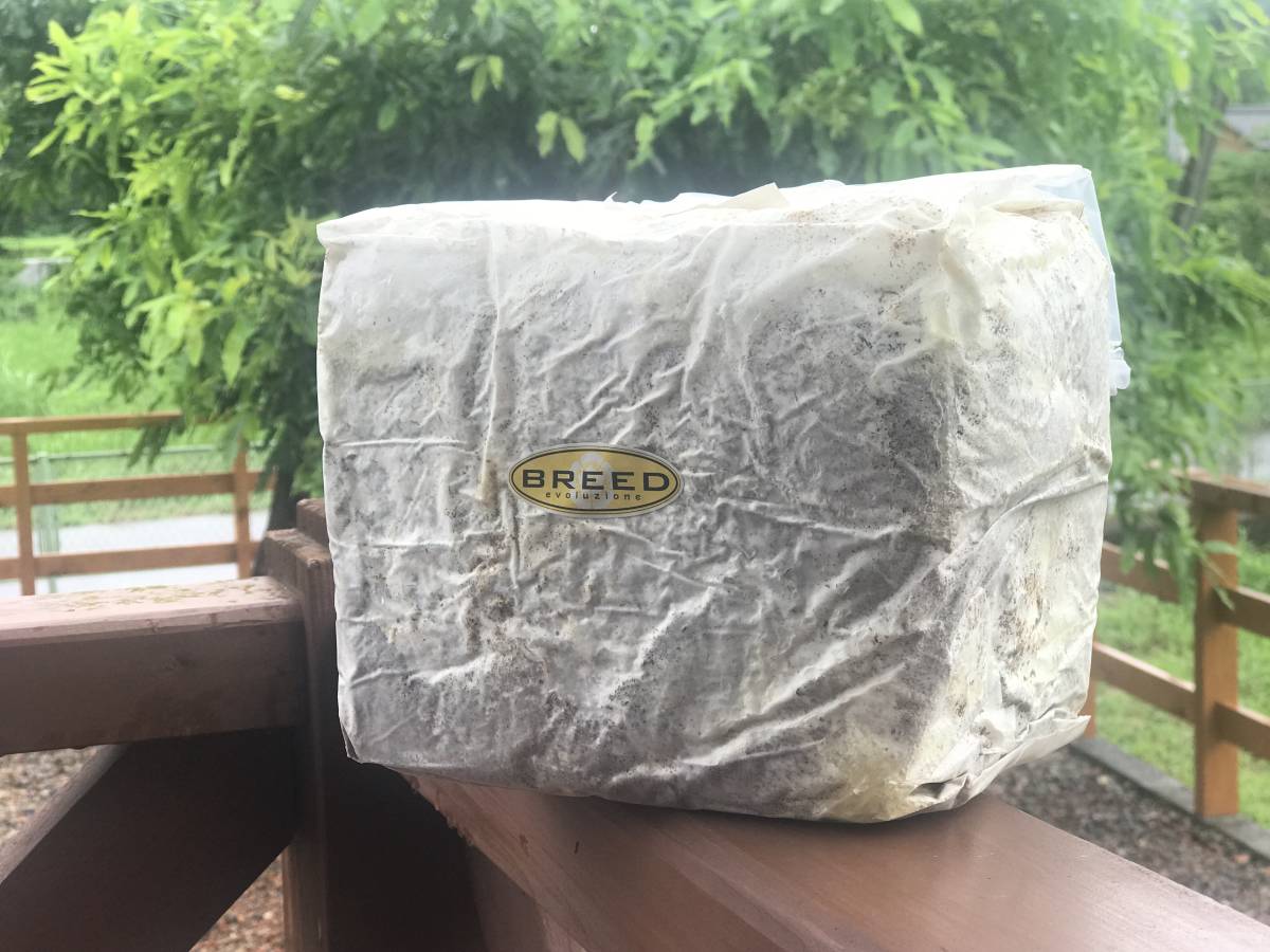 3500cc BREED 菌糸ブロック BREED菌糸ブロック 本州ブナ100% 高性能