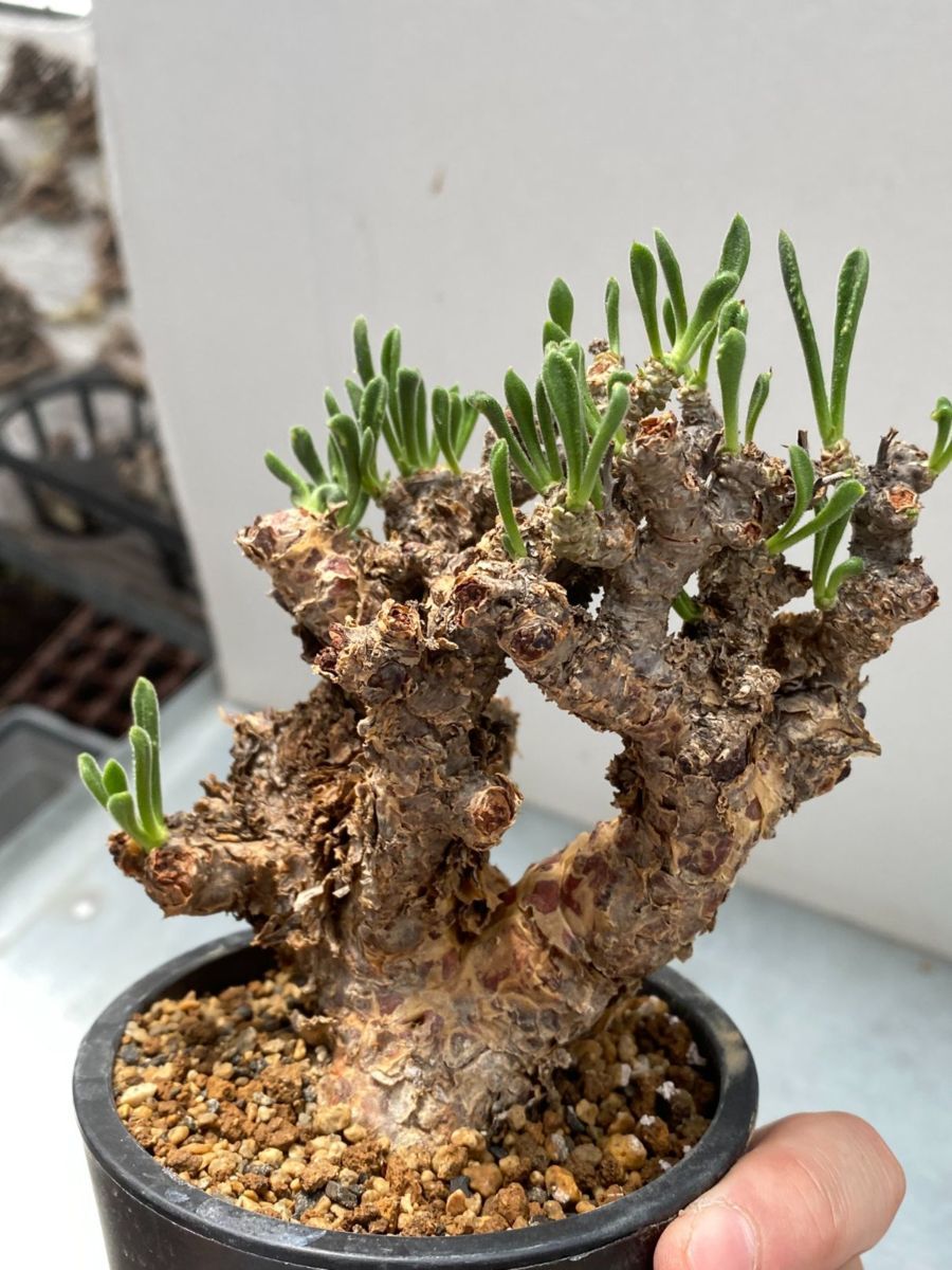 ハ1098 「現地株」チレコドン マレイ 小 植え【未発根・Tylecodon  