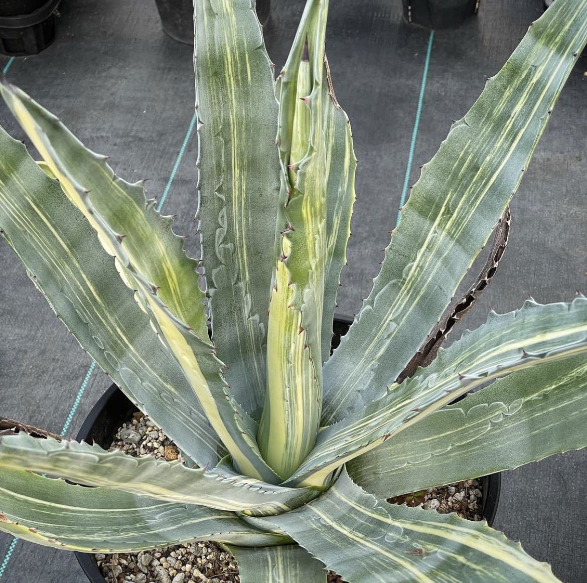 アガベ アメリカーナ 錦 縞斑 Agave americana variegata 17(アガベ