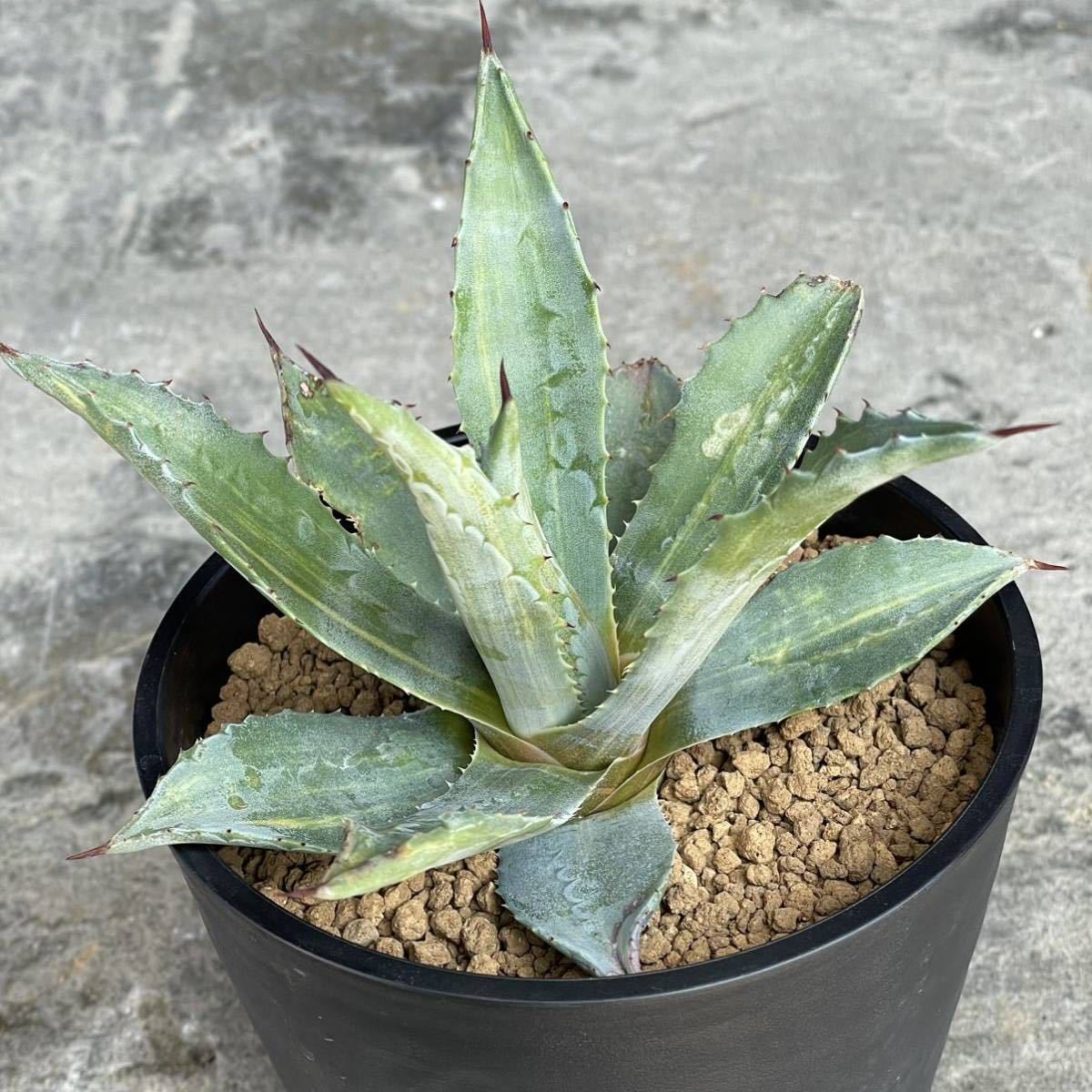 アガベ アメリカーナ 錦 縞斑 Agave americana variegata 17(アガベ