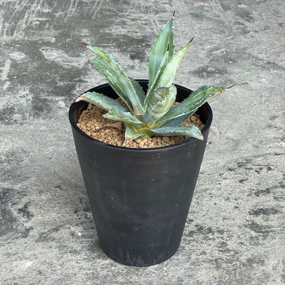 アガベ アメリカーナ 錦 縞斑 Agave americana variegata 17(アガベ 