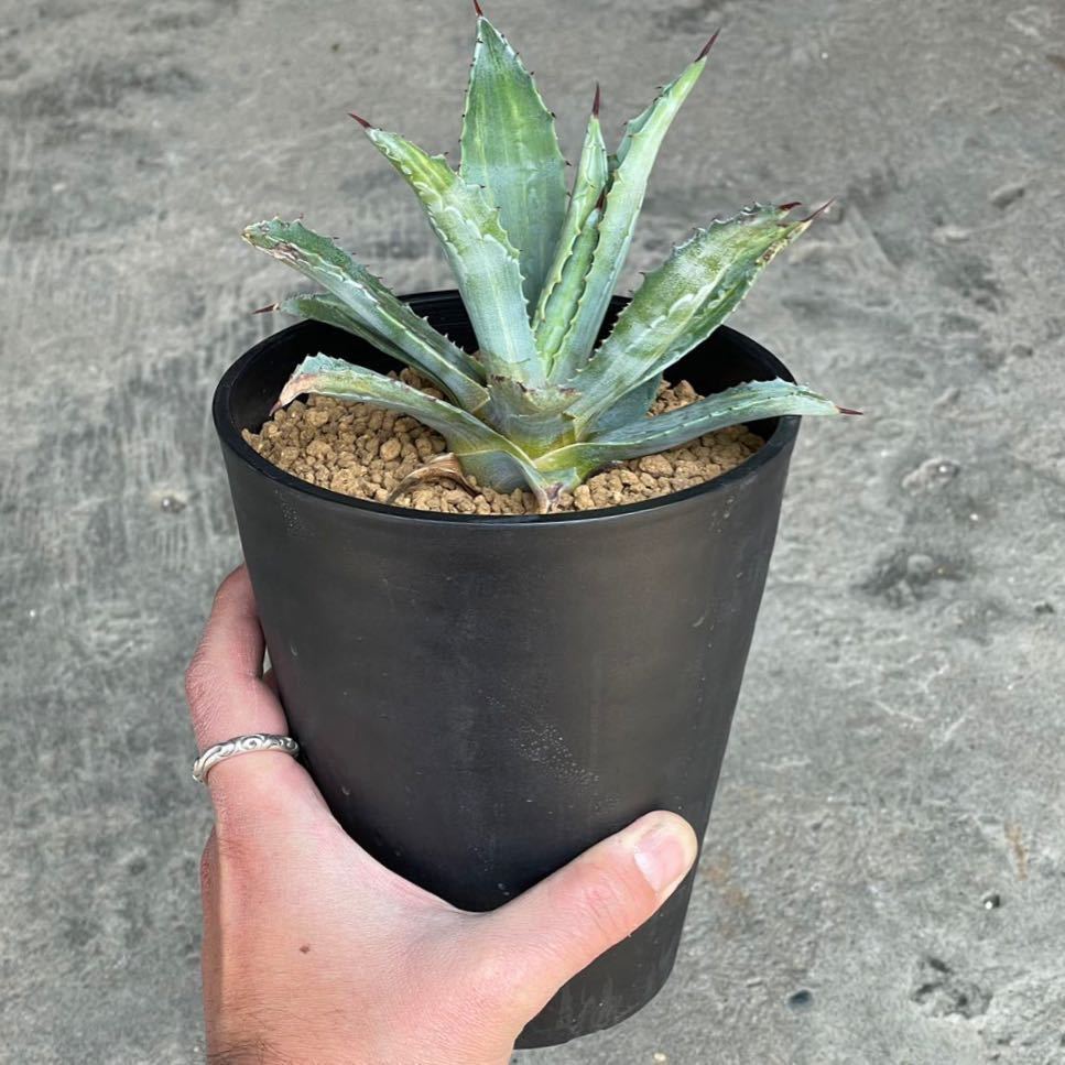 アガベ アメリカーナ 錦 縞斑 Agave americana variegata 17(アガベ