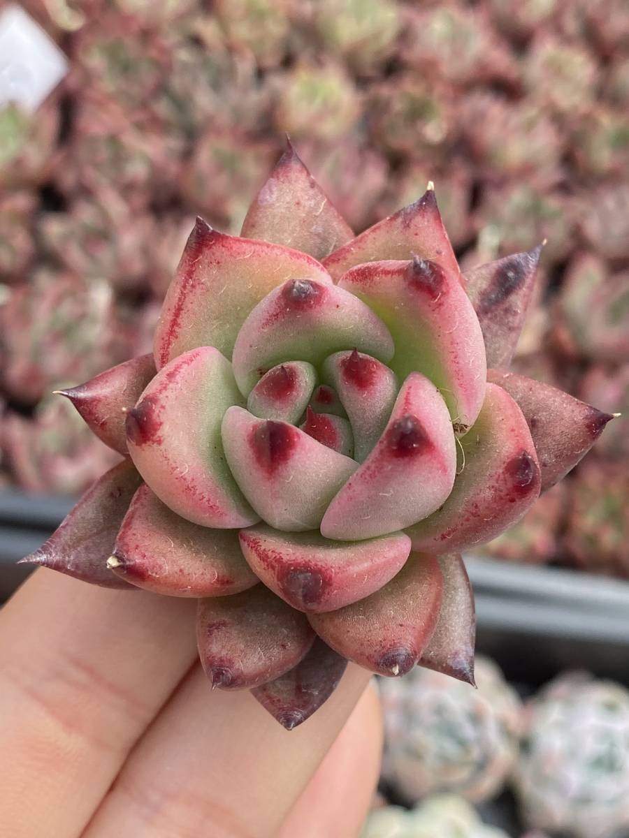 サボテン 多肉植物 ピンク花 Rosgar Com