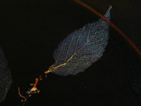 木の葉天目 土渕善丕氏 木葉天目