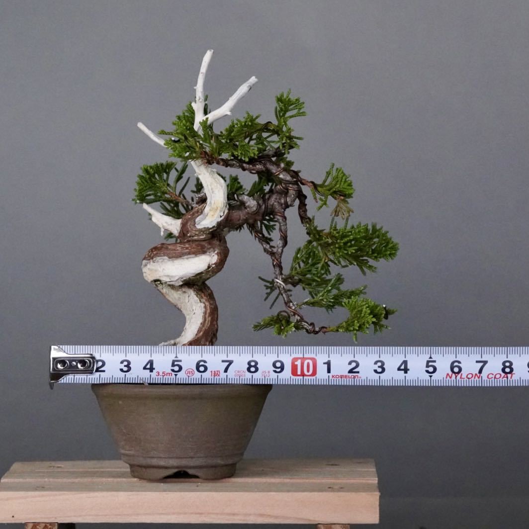 小品盆栽 ミニ 糸魚川真柏 【公式通販】