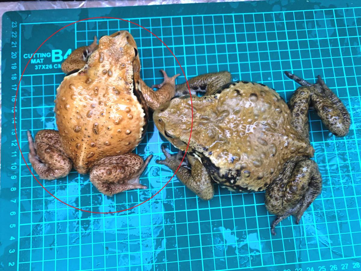 アズマヒキガエル オレンジ系 丸々体形のかわいいオス ヒキガエル カエル 売買されたオークション情報 Yahooの商品情報をアーカイブ公開 オークファン Aucfan Com