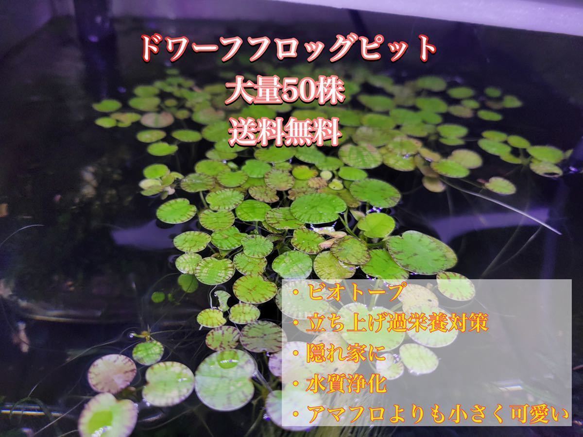 ウキクサ50株 その1 （dショッピング |（浮草）メダカが喜ぶ天然 