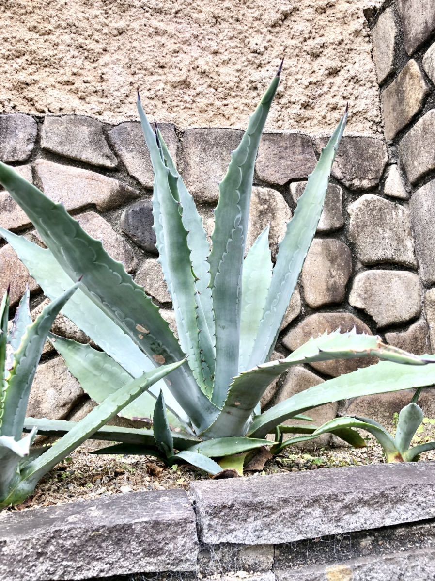 01 地植え 越冬株 アガベアメリカーナ アオノリュウゼツラン Agave Americana アガベ 売買されたオークション情報 Yahooの商品情報をアーカイブ公開 オークファン Aucfan Com