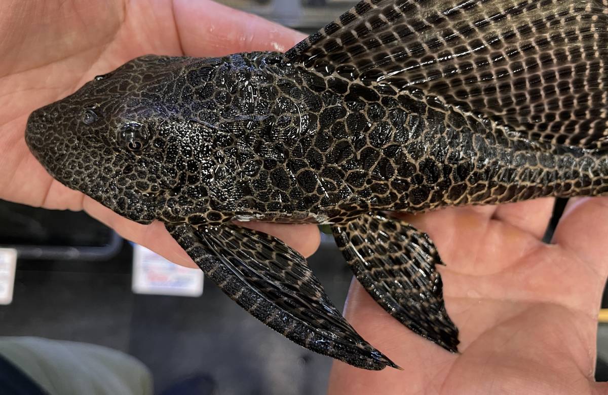 混泳に セルフィンプレコ 生体 鑑賞魚 熱帯魚 淡水魚 水槽掃除 苔取り 掃除屋さん コケ取り 混泳魚 古代魚 プレコ 淡水魚 売買されたオークション情報 Yahooの商品情報をアーカイブ公開 オークファン Aucfan Com