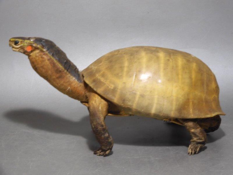 亀の剥製 白い甲羅の亀 科学 自然 売買されたオークション情報 Yahooの商品情報をアーカイブ公開 オークファン Aucfan Com