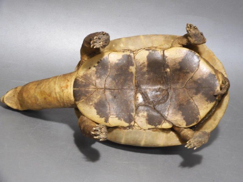 亀の剥製 白い甲羅の亀 科学 自然 売買されたオークション情報 Yahooの商品情報をアーカイブ公開 オークファン Aucfan Com