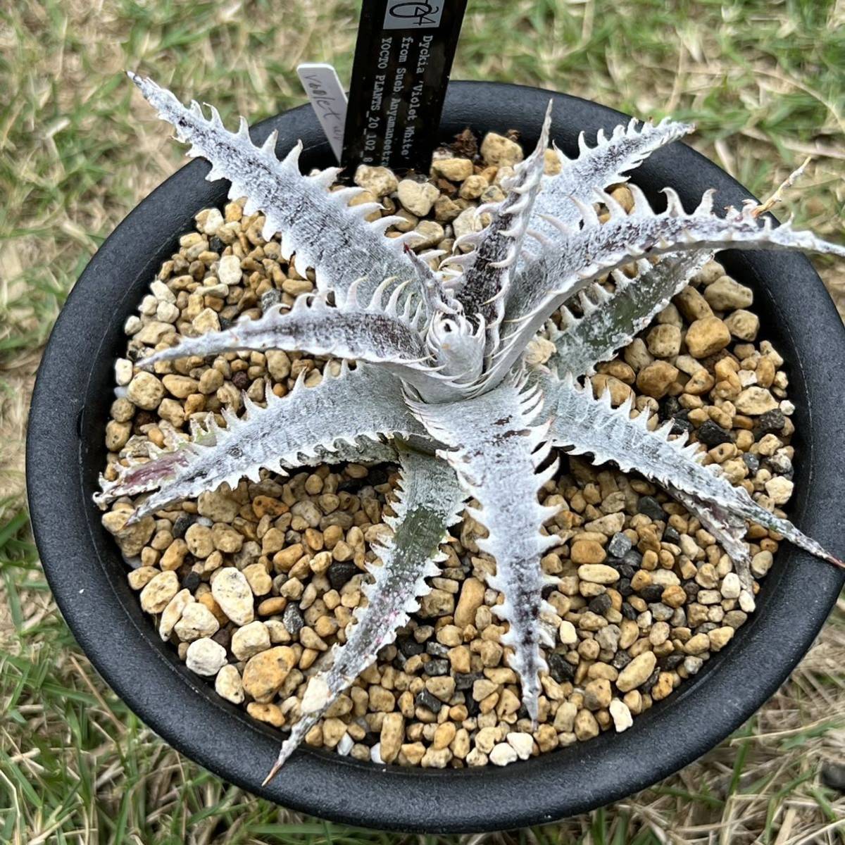 Dyckia Learn How Cultivar Alraune Garden: Dyckia 'Violet White