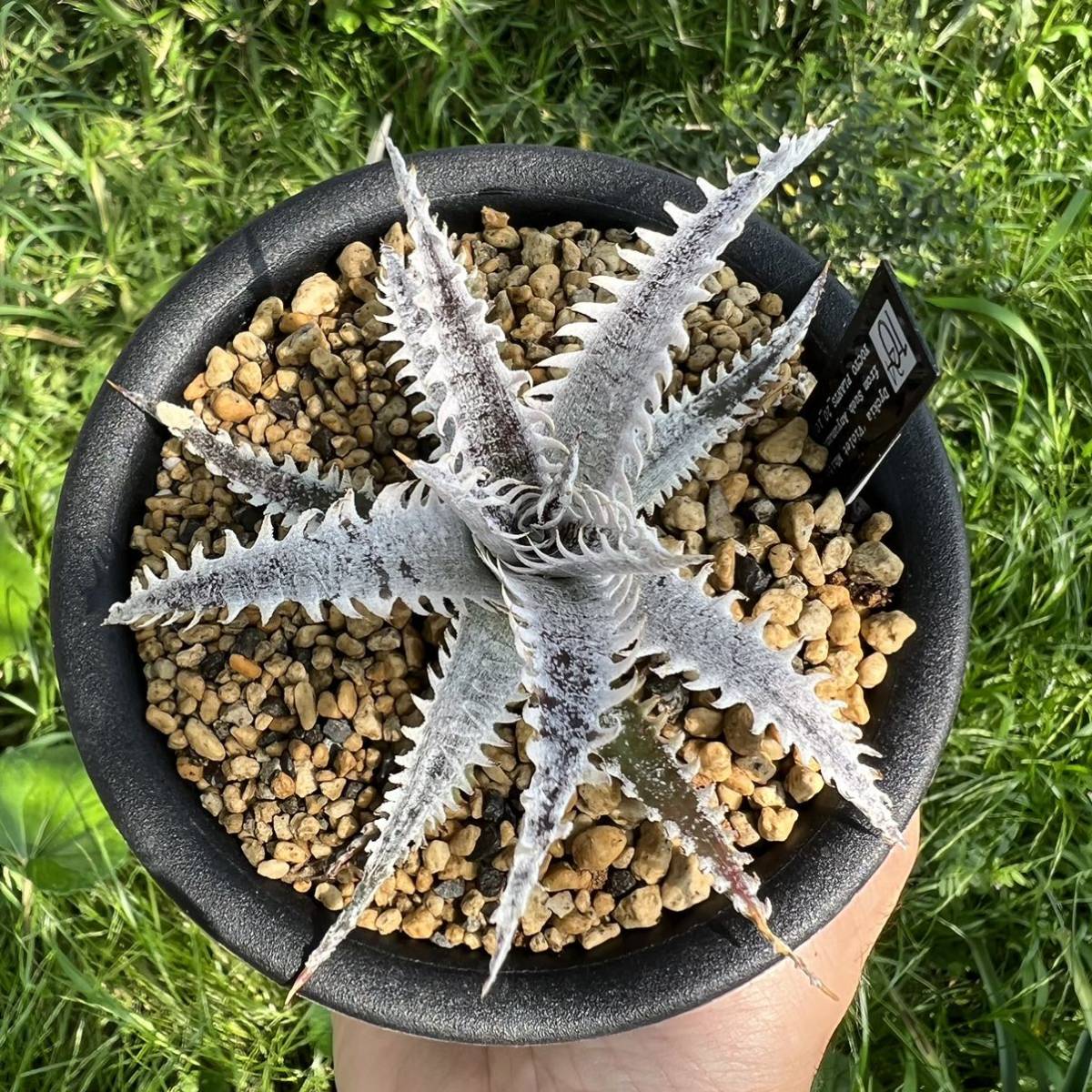 Dyckia Learn How Cultivar Alraune Garden: Dyckia 'Violet White