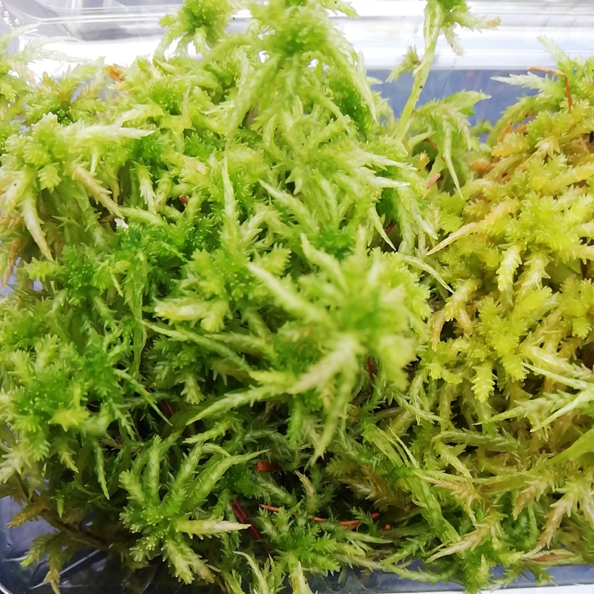 水苔 ミズゴケ１パック 食虫植物のコンパニオンプランツ 国産水苔 湿地の苔 苔テラリウム ビバリウム アクアテラリウムに その他 売買されたオークション情報 Yahooの商品情報をアーカイブ公開 オークファン Aucfan Com