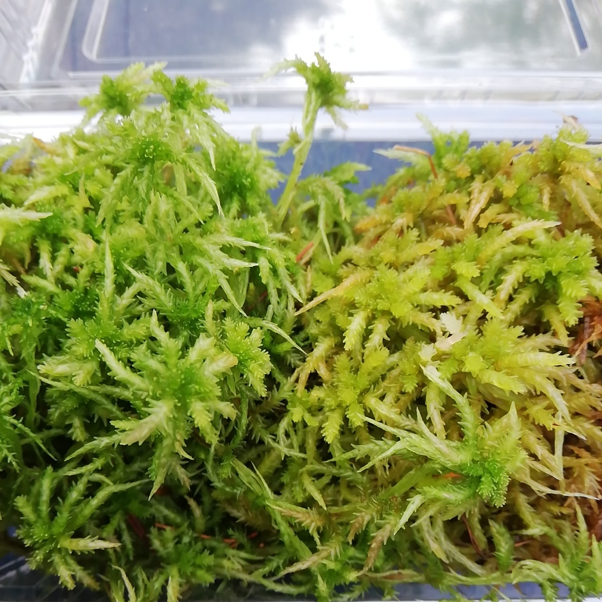 水苔 ミズゴケ１パック 食虫植物のコンパニオンプランツ 国産水苔 湿地の苔 苔テラリウム ビバリウム アクアテラリウムに その他 売買されたオークション情報 Yahooの商品情報をアーカイブ公開 オークファン Aucfan Com