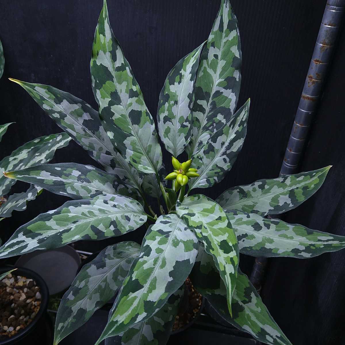パキポディウム イノピナツム 塊根植物 コーデックス 発根済 現地株