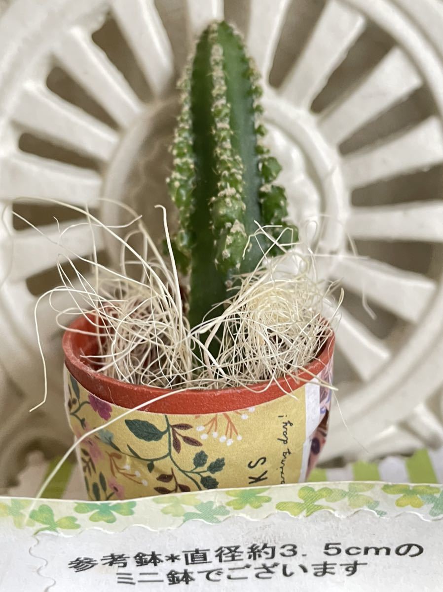 多肉植物 オシャレなセレウス ミニサボテン カット苗 可愛い寄せ植えに 送料７３円 サボテン 売買されたオークション情報 Yahooの商品情報をアーカイブ公開 オークファン Aucfan Com
