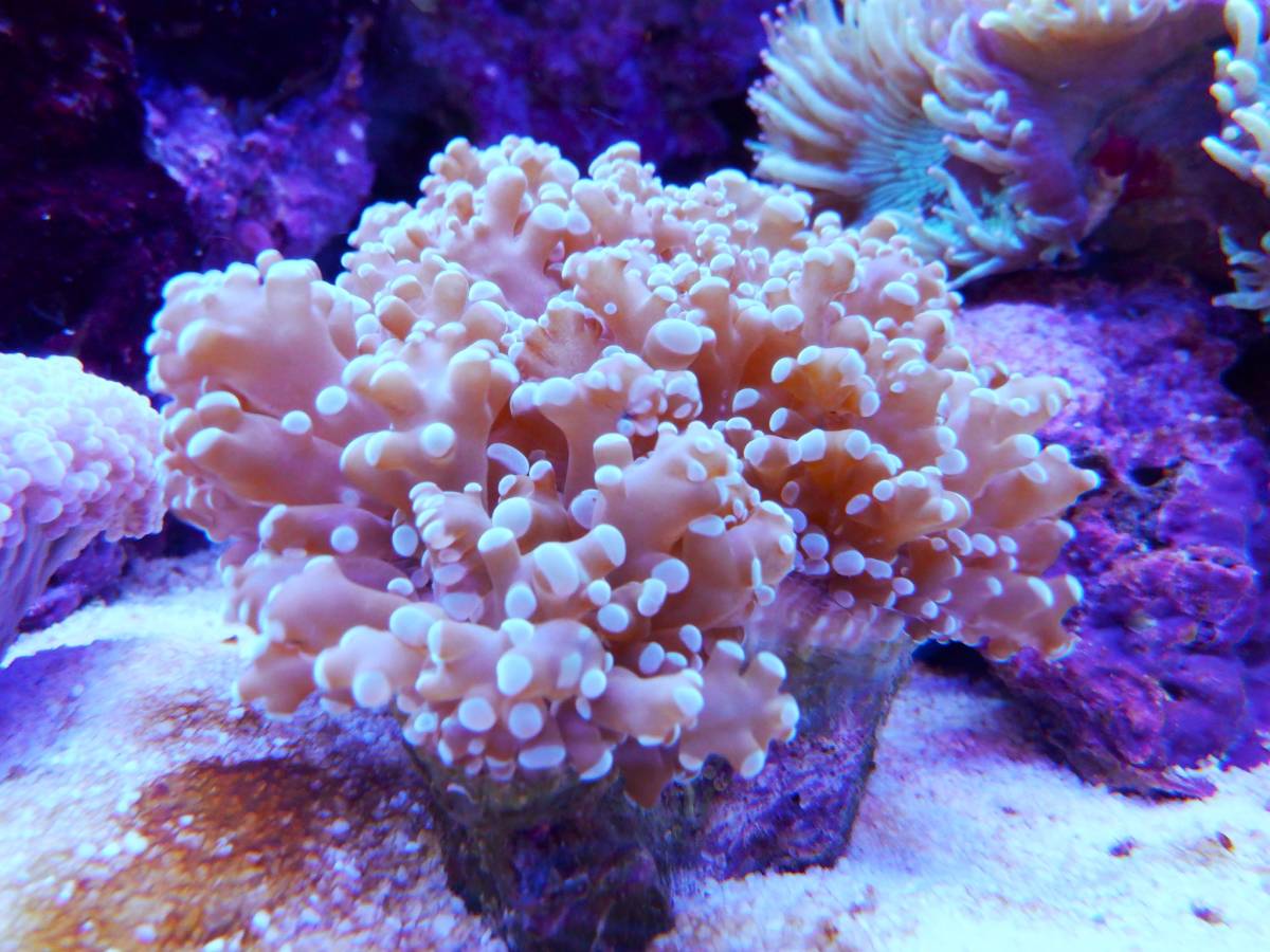 コエダナガレハナサンゴ No 3 Fm1 The First Marine S 北海道 沖縄 九州 福岡は除く 発送不可 海水魚 売買されたオークション情報 Yahooの商品情報をアーカイブ公開 オークファン Aucfan Com