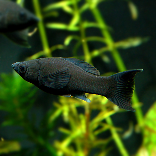熱帯魚 ブラックモーリー ５匹セット 油膜や苔食べます 淡水魚 売買されたオークション情報 Yahooの商品情報をアーカイブ公開 オークファン Aucfan Com