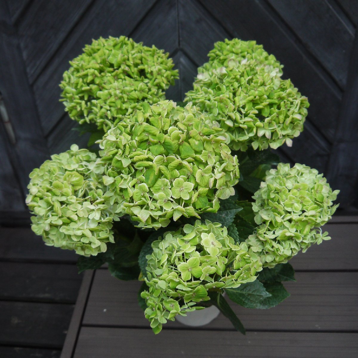 アジサイ エスメラルダ レア 花付き 5号 開花株 秋色アジサイ ボリューム満点 花 売買されたオークション情報 Yahooの商品情報をアーカイブ公開 オークファン Aucfan Com